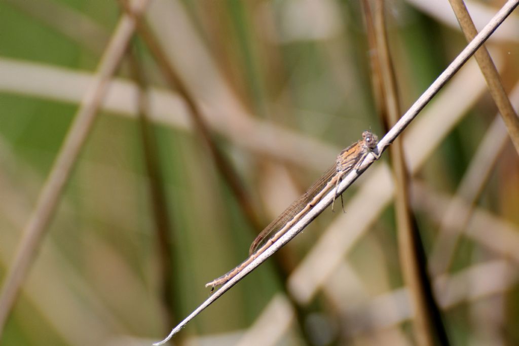 la solita Sympecma paedisca